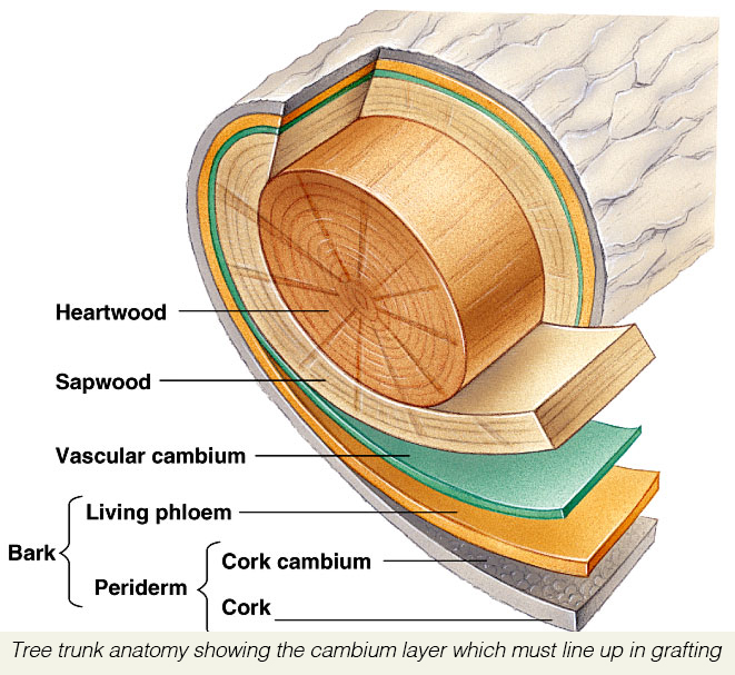 Anotomy2Bof2Ba2BHardwood2Btree2Bwith2Bspecial2Battention2Bto2Bthe2Bcambium2Blayer.jpg